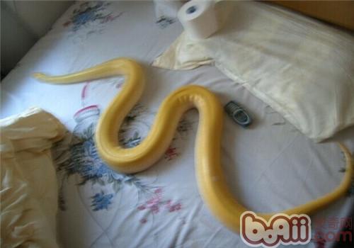黃金蟒