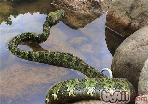 莽山烙鐵頭蛇