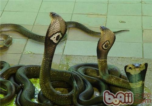 泰國眼鏡蛇