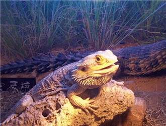 鬃獅蜥