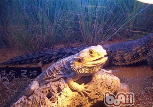 鬃獅蜥