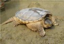 鳄魚龜為什麼不吃東西,鳄魚龜的種類有哪些