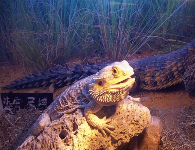 鬃獅蜥