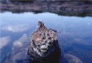海鬣蜥