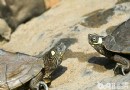 溫室養龜要注意龜苗的放養方法,龜苗的消毒方法