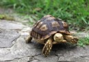 寵物要補充維生素