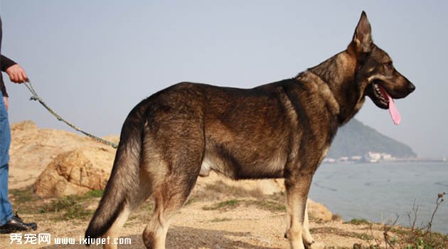 昆明犬圖片欣賞2