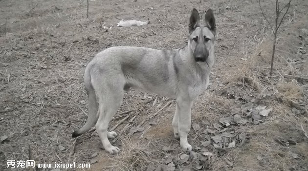 狼青犬圖片欣賞