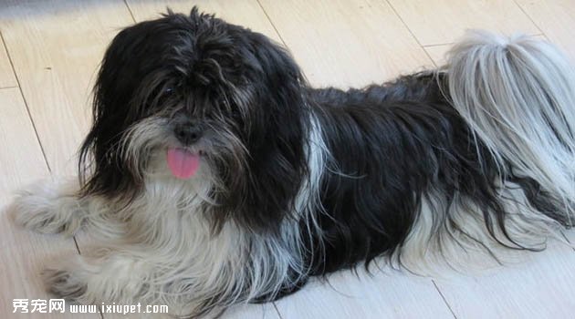 哈瓦那犬圖片欣賞4