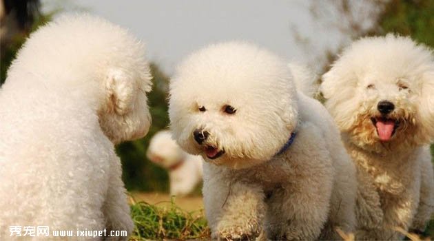 巴比熊犬圖片欣賞3