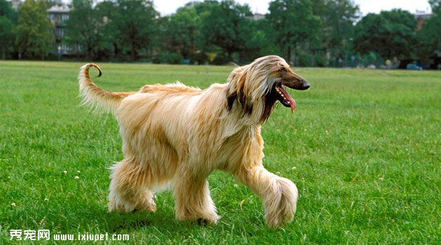 阿富汗獵犬飼養方法