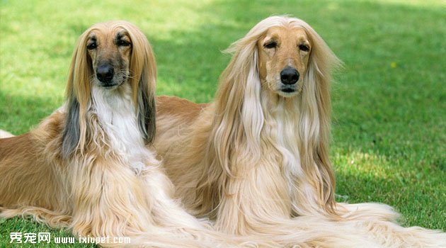 阿富汗獵犬圖片欣賞