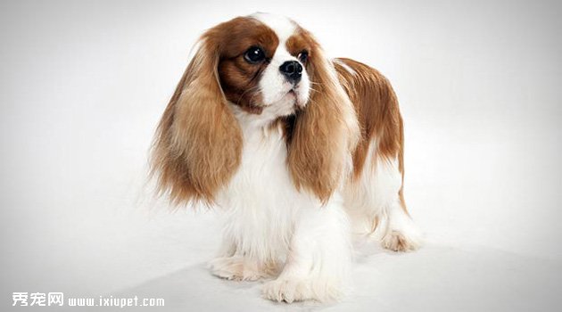 查理士王小獵犬智商