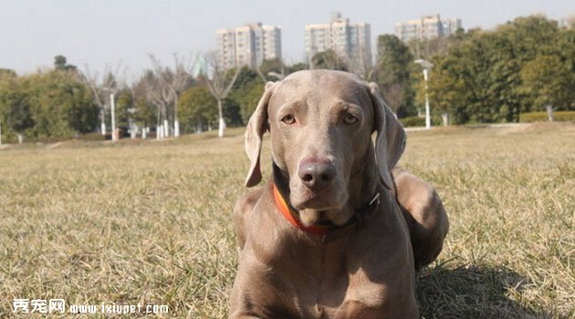 魏瑪犬圖片欣賞