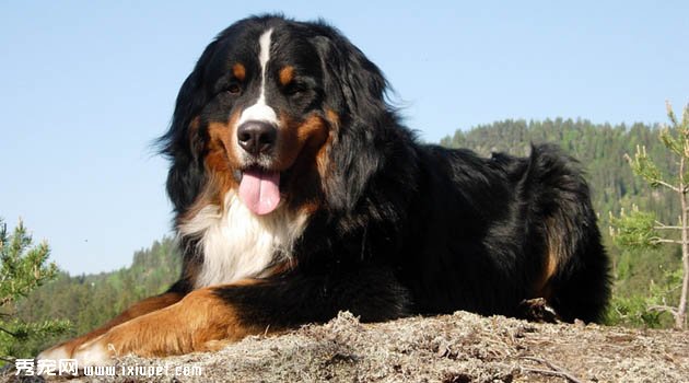 伯恩山犬圖片欣賞4