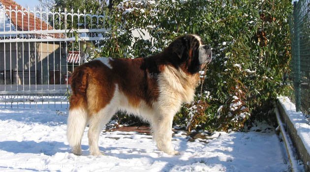 聖伯納犬圖片欣賞5