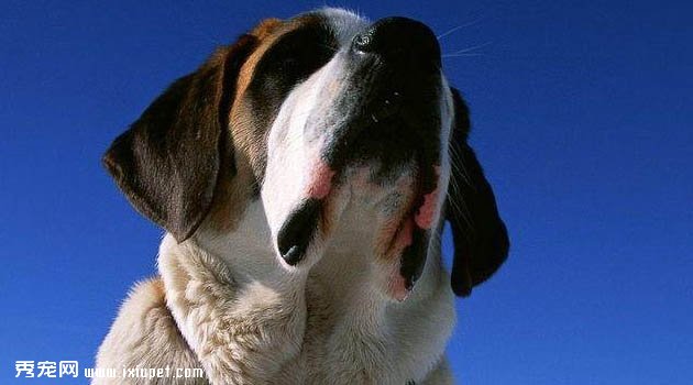 聖伯納犬圖片欣賞4