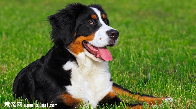 伯恩山犬圖片欣賞2
