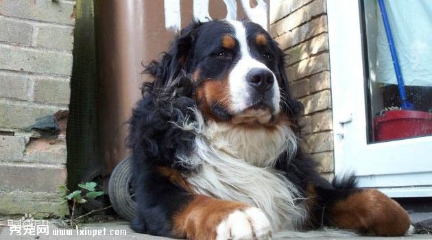 伯恩山犬圖片欣賞5