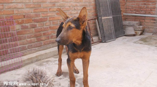 蘇聯紅犬圖片欣賞6