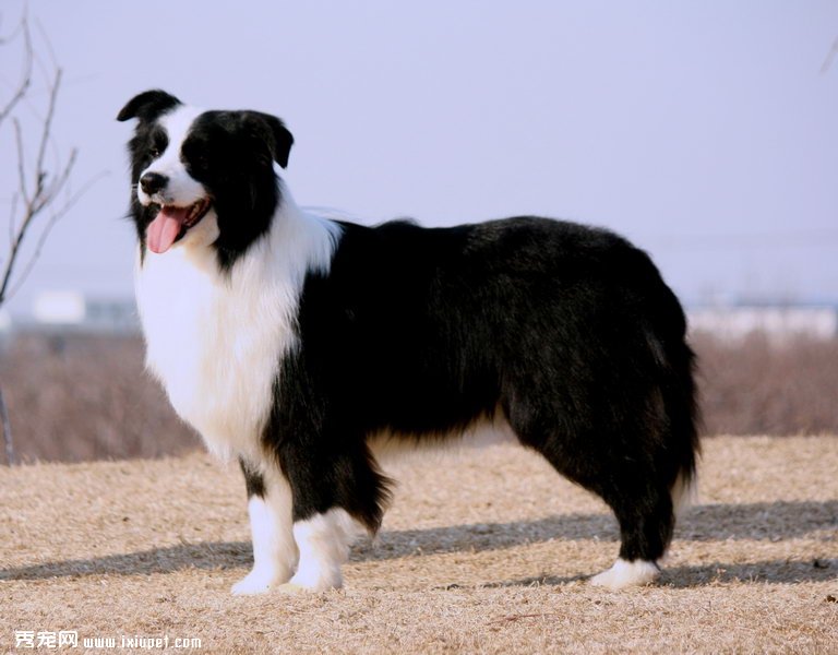 邊境牧羊犬的智商是最高的嗎？