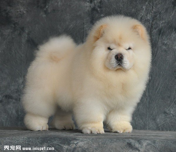 松獅吃什麼狗糧好？