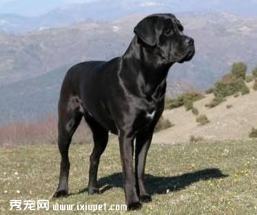 卡斯羅犬的性格是怎麼樣的？