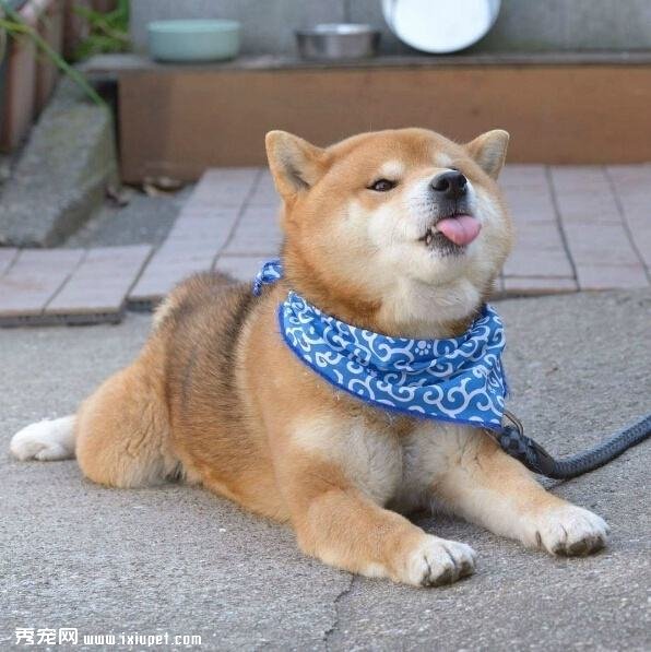 柴犬飼養的這些注意事項你都知道嗎？