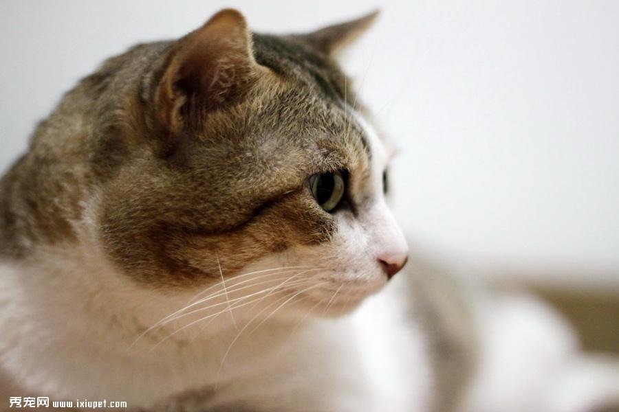 老貓退化怎辦？照顧飼養全解析