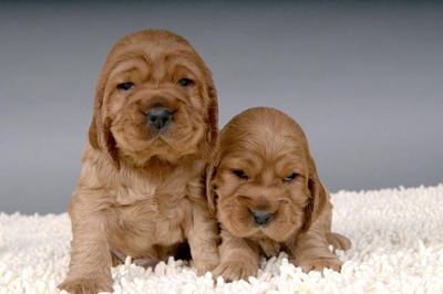 怎麼照顧剛買到的幼犬？