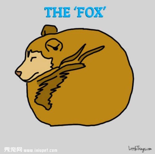 狗狗睡姿看性格，你家的狗狗又是哪種睡姿呢？
