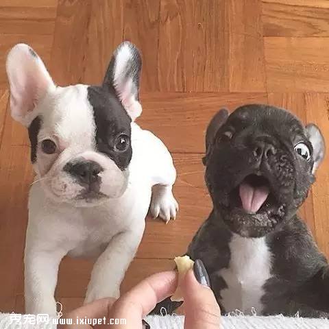 多大的狗算老年犬？有哪些生理跡象？
