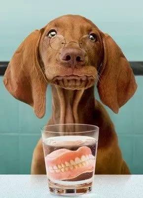 多大的狗算老年犬？有哪些生理跡象？