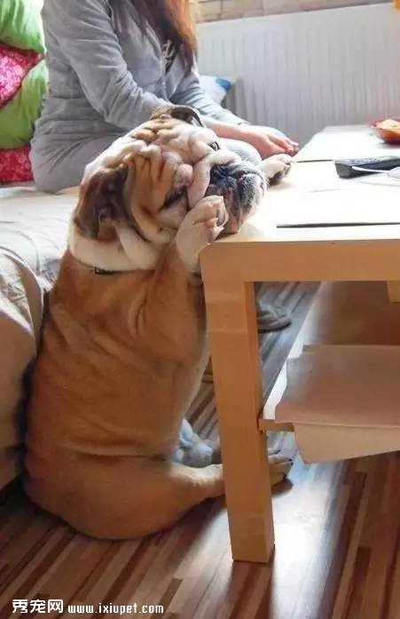 多大的狗算老年犬？有哪些生理跡象？