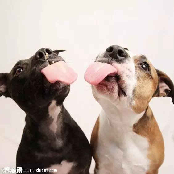 多大的狗算老年犬？有哪些生理跡象？