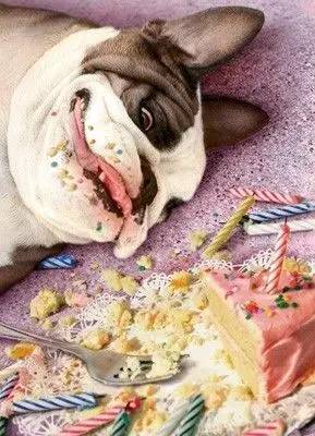 多大的狗算老年犬？有哪些生理跡象？