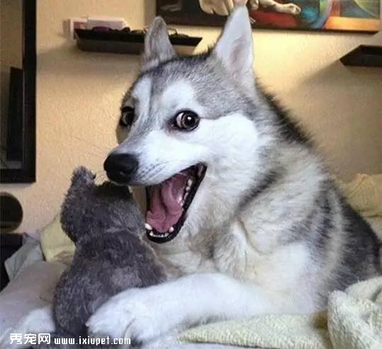 多大的狗算老年犬？有哪些生理跡象？