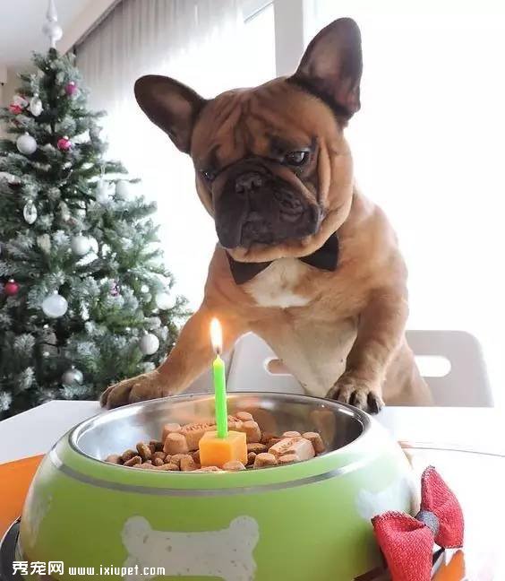 多大的狗算老年犬？有哪些生理跡象？