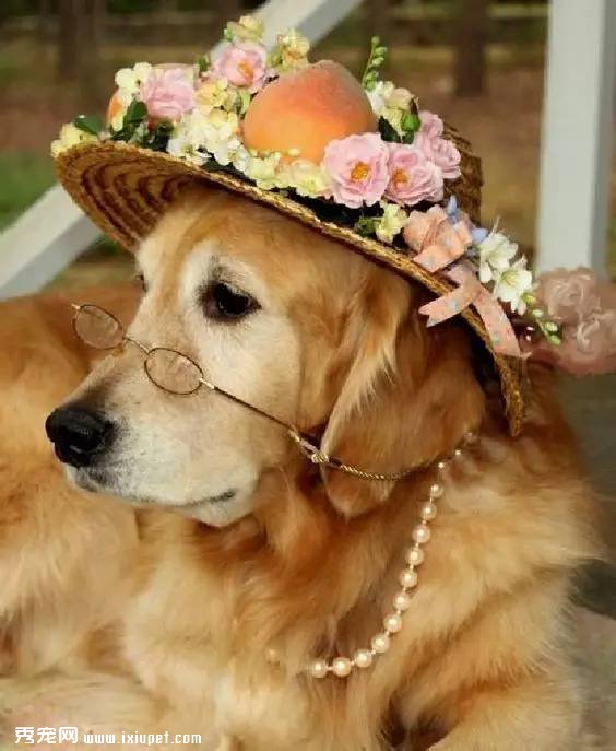 多大的狗算老年犬？有哪些生理跡象？