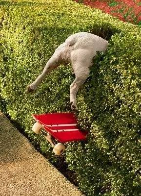 多大的狗算老年犬？有哪些生理跡象？