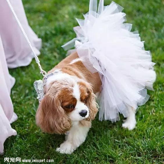 多大的狗算老年犬？有哪些生理跡象？