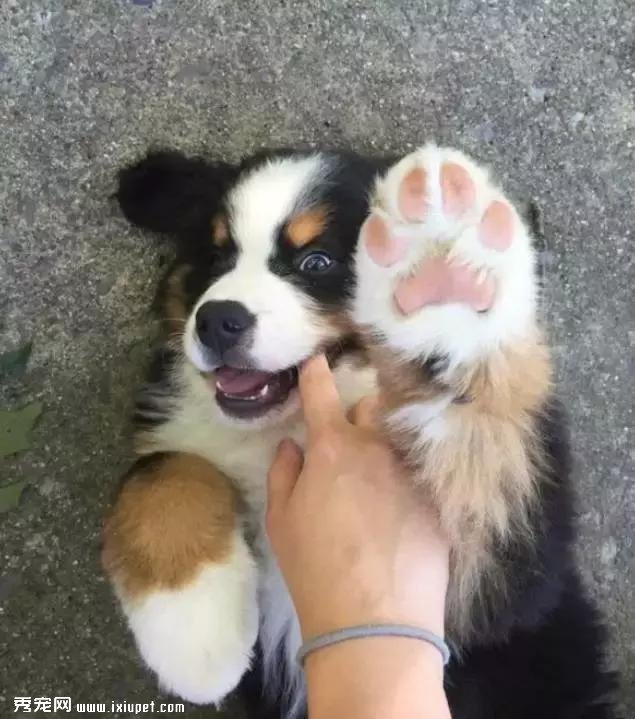 嫌麻煩！這就是我養大型犬的原因！
