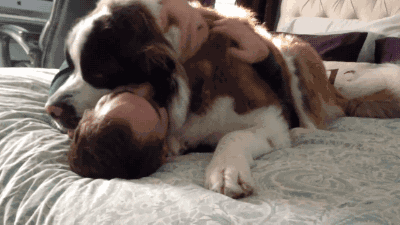 嫌麻煩！這就是我養大型犬的原因！