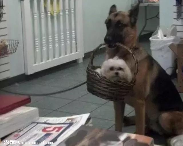 嫌麻煩！這就是我養大型犬的原因！