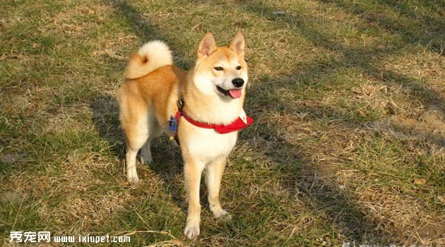 柴犬圖片