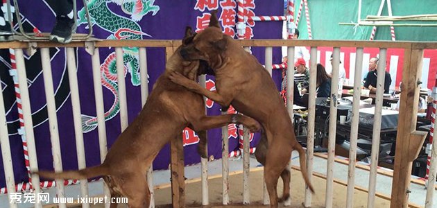  土佐犬外型