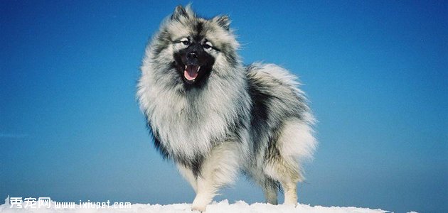 荷蘭毛獅犬價格
