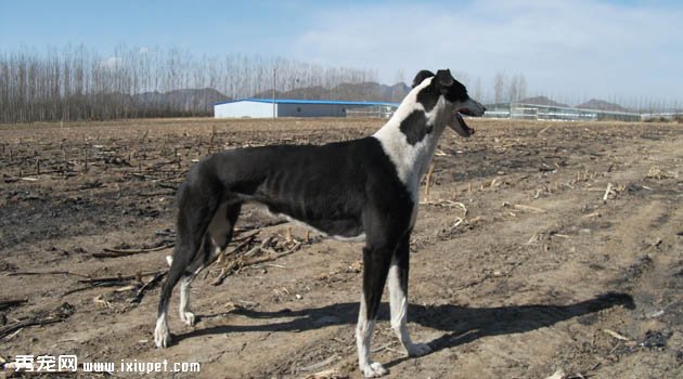 格力犬圖片欣賞3