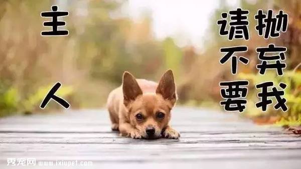 這些習慣，會讓狗狗“長命百歲”