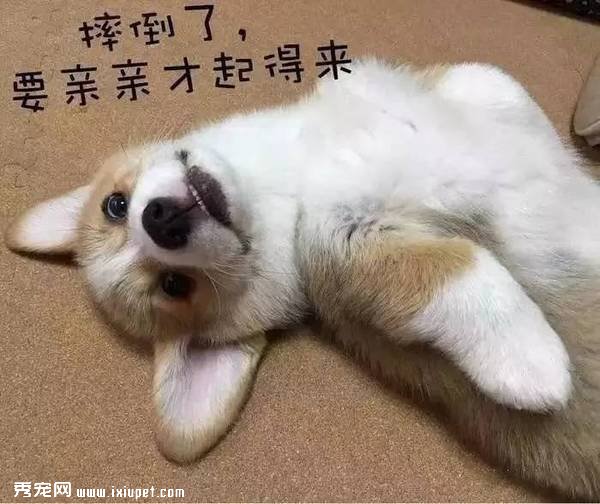 這些習慣，會讓狗狗“長命百歲”